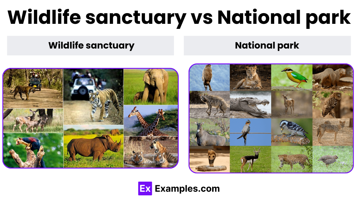Wildlife Sanctuary Vs National Park Differences Explained With Example