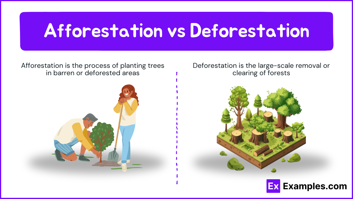 deforestation solutions essay brainly