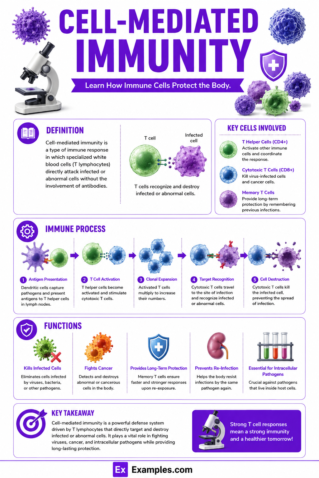 Cell-Mediated Immunity – Definition, Types, Function, Components
