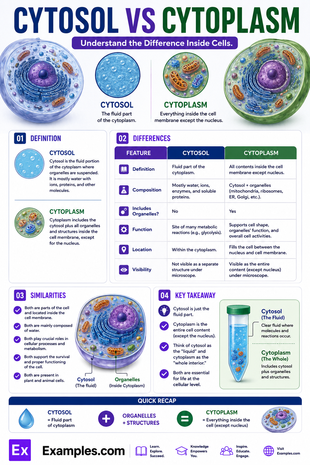 Cytosol vs Cytoplasm – Differences Explained with Example