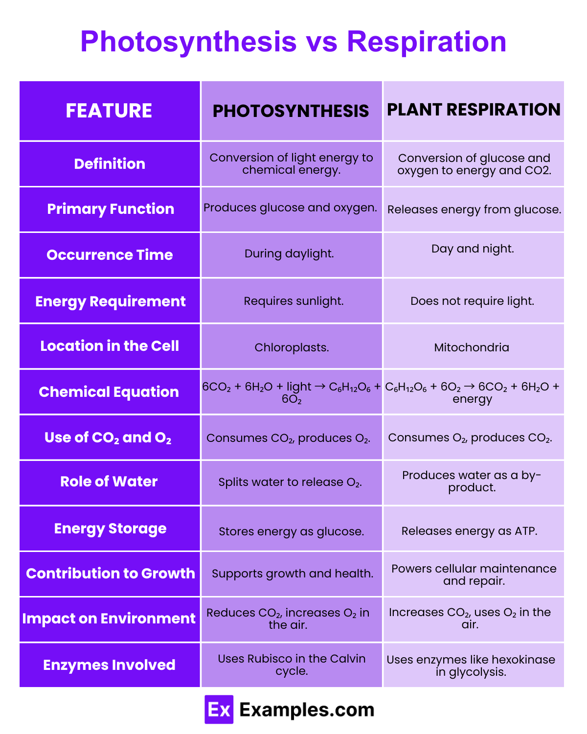 Differences Between Photosynthesis and Plant Respiration