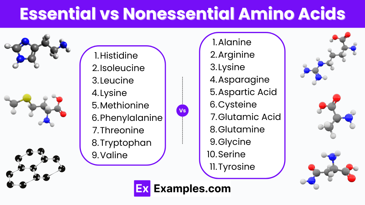 Essential Amino Acids List Amino Acids Peptides