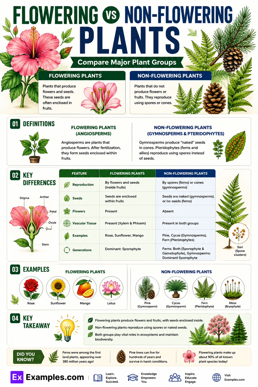 Flowering vs Non Flowering Plants – Differences Explained with Examples