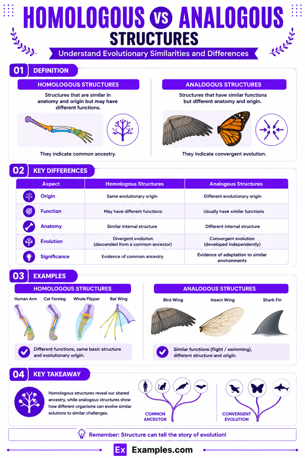 Homologous vs Analogous Structures – Difference Explained With Examples