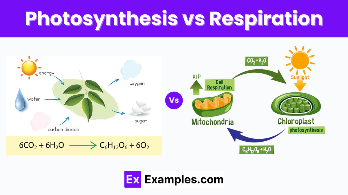 photosynthesis and respiration biology worksheet