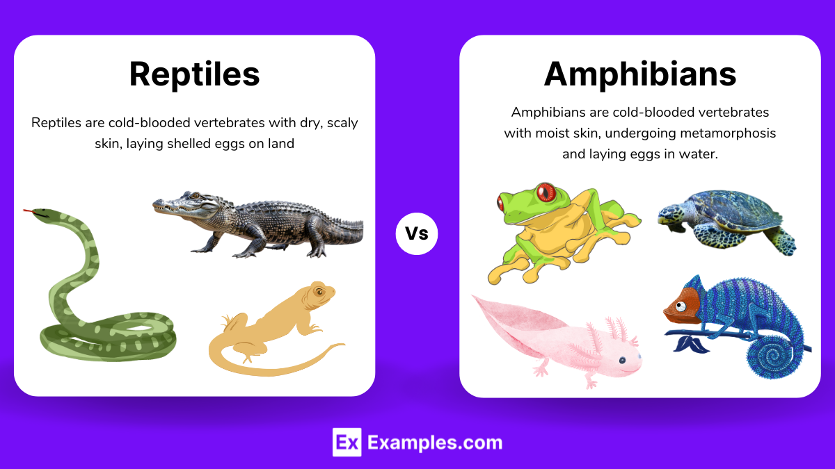 Reptiles vs Amphibians
