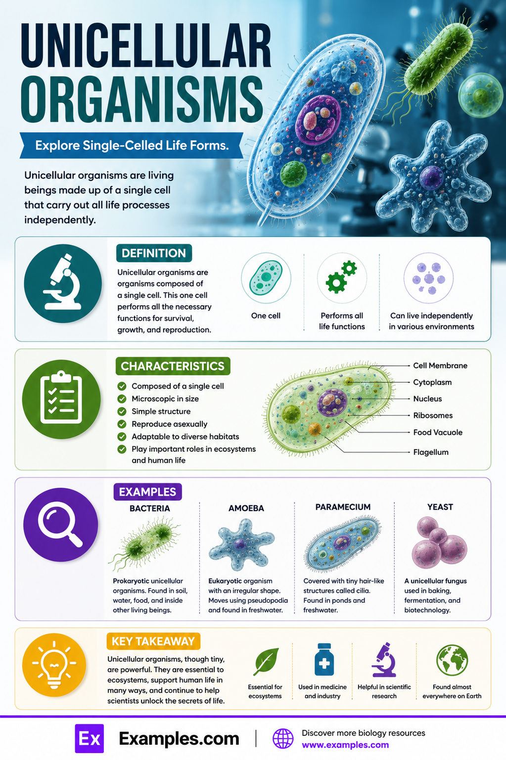 20+ Unicellular Organisms Examples
