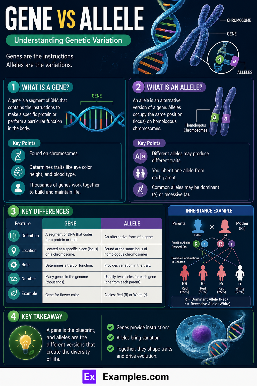 Gene vs Allele – Difference between them Explained with Examples