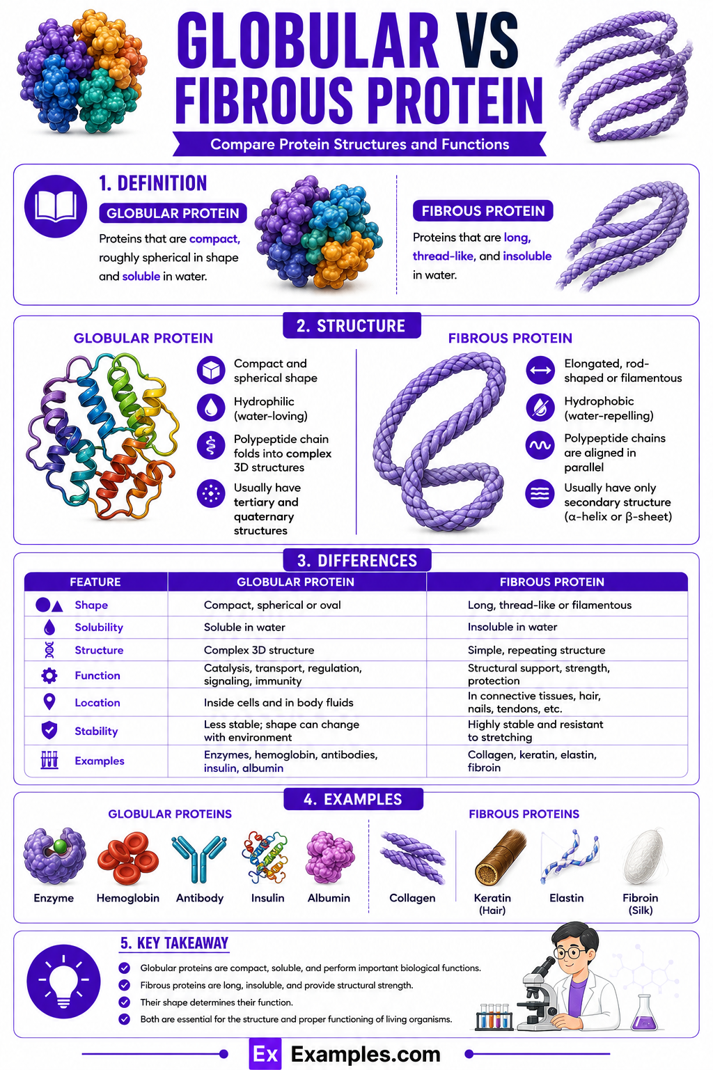Globular vs Fibrous protein – Differences Explained with Examples