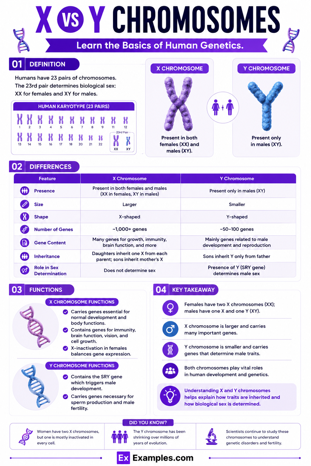 X vs Y Chromosomes – Differences Explained with structure & Function