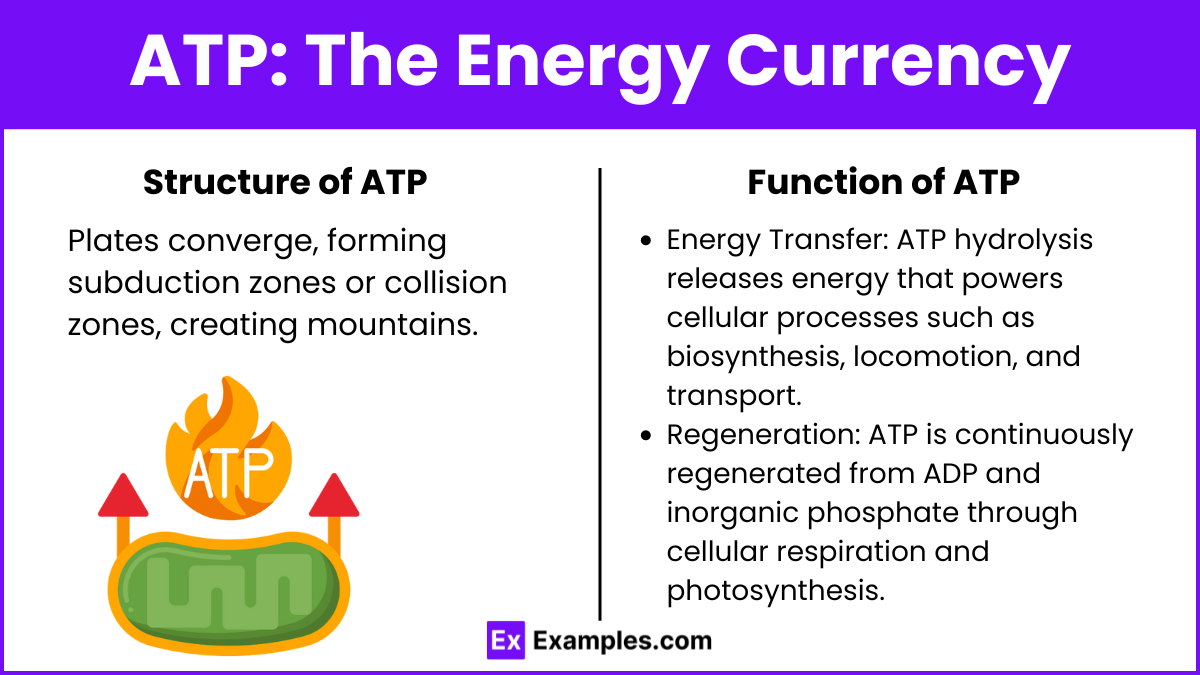 ATP The Energy Currency