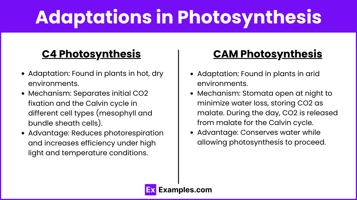 Adaptations in Photosynthesis