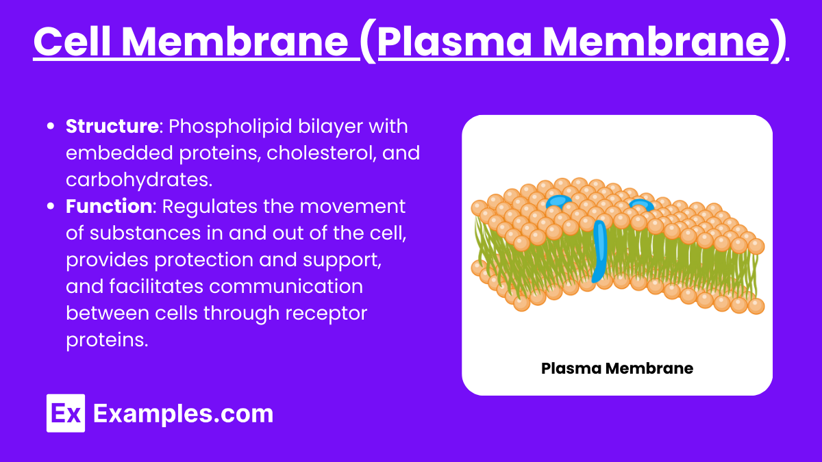 Cell Membrane (Plasma Membrane)
