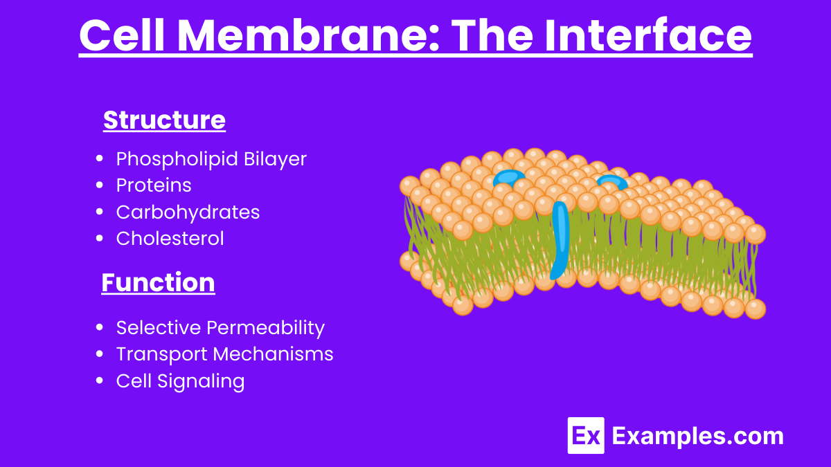 Cell Membrane The Interface