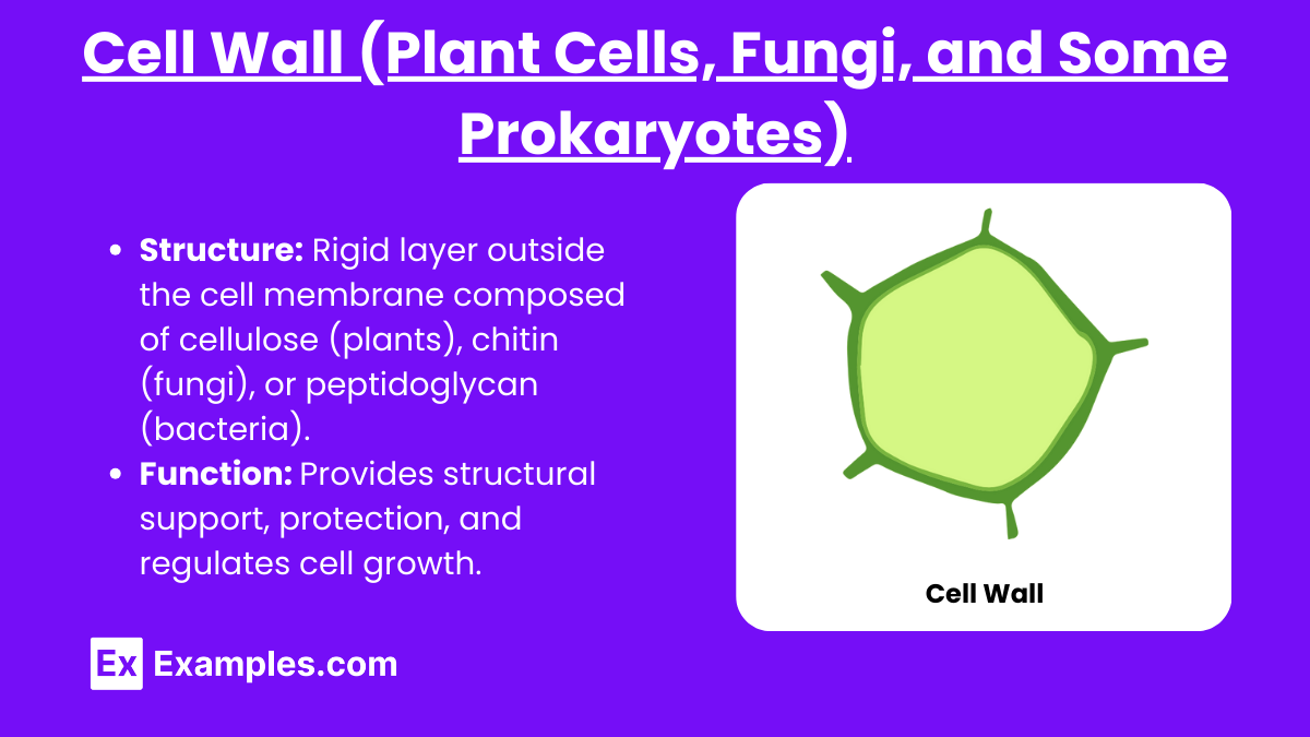 Cell Wall (Plant Cells, Fungi, and Some Prokaryotes)