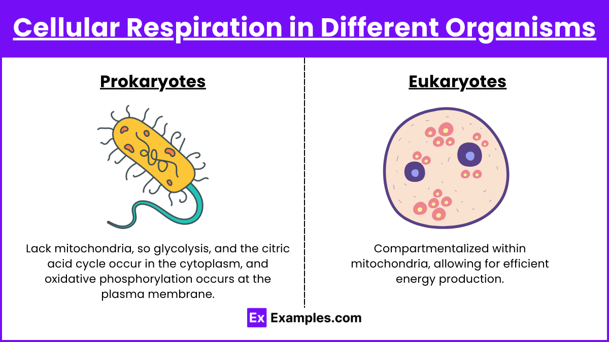Cellular Respiration in Different Organisms