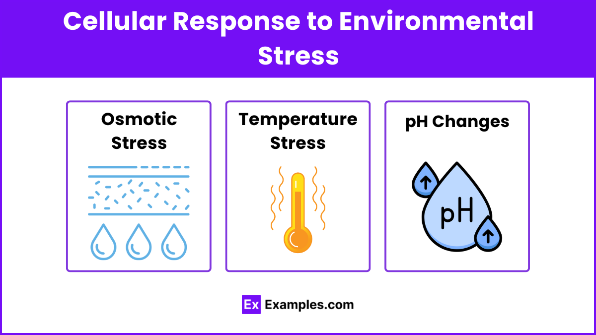 Cellular Response to Environmental Stress