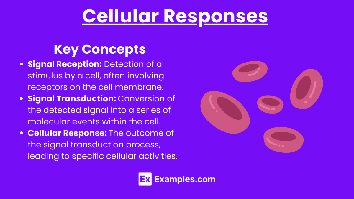 Cellular Responses