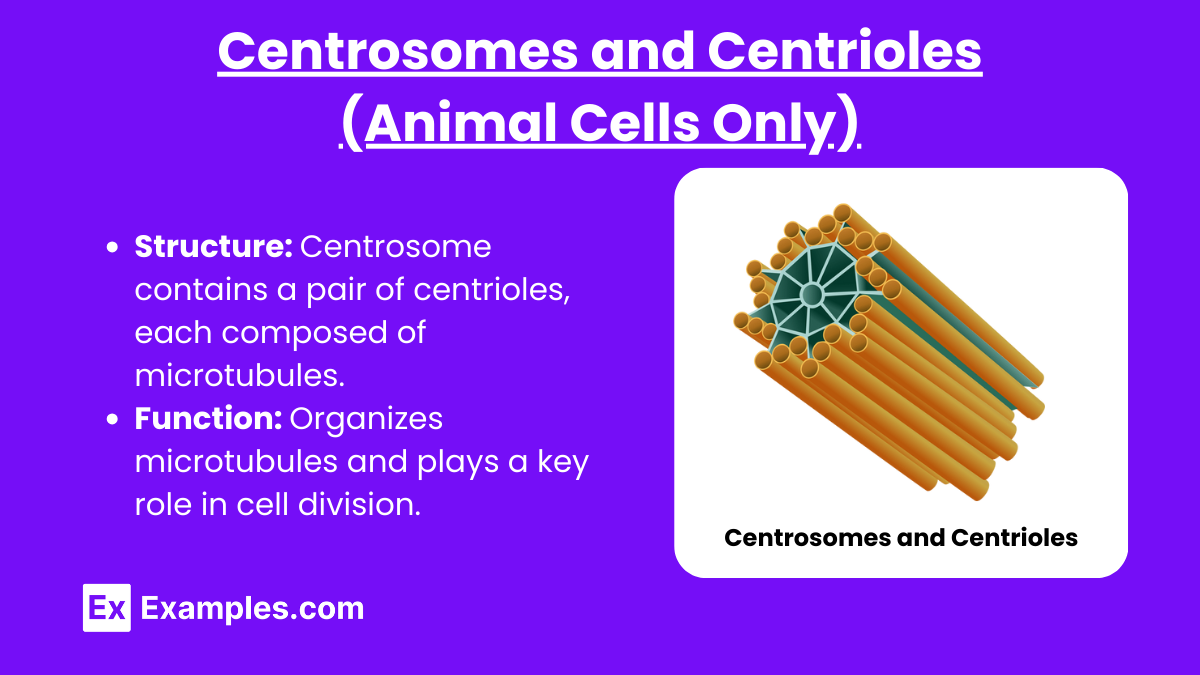Centrosomes and Centrioles (Animal Cells Only)