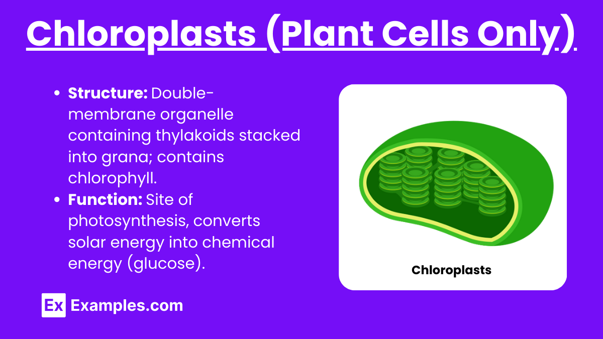 Chloroplasts (Plant Cells Only)