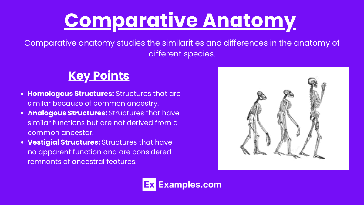 Comparative Anatomy