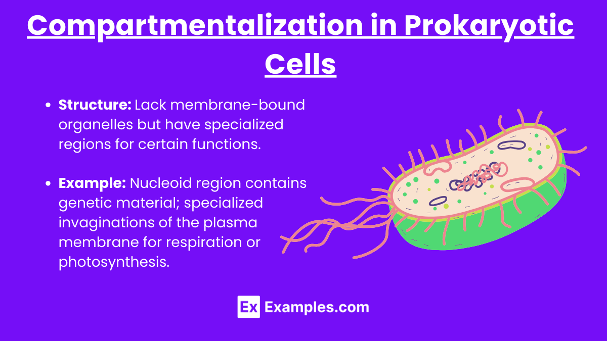 Compartmentalization in Prokaryotic Cells