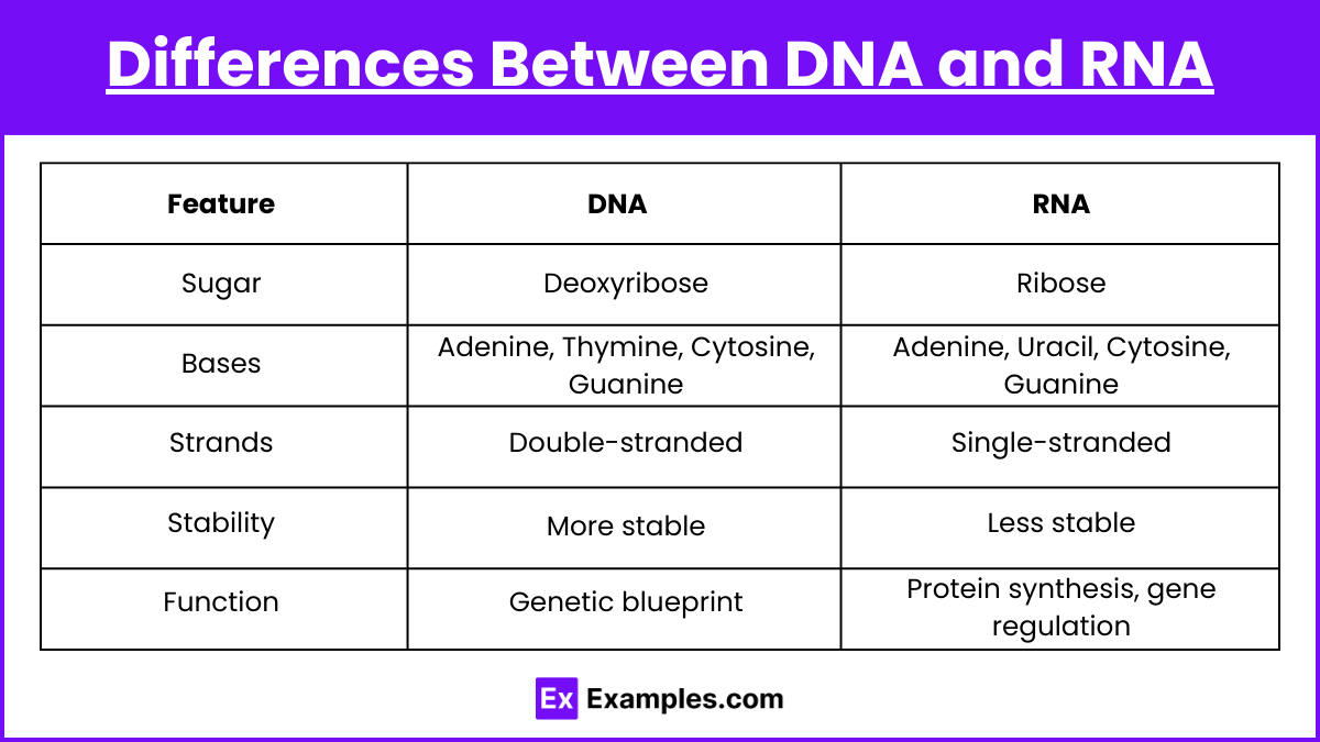 Differences Between DNA and RNA
