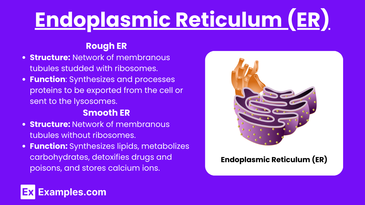 Endoplasmic Reticulum (ER) (1)