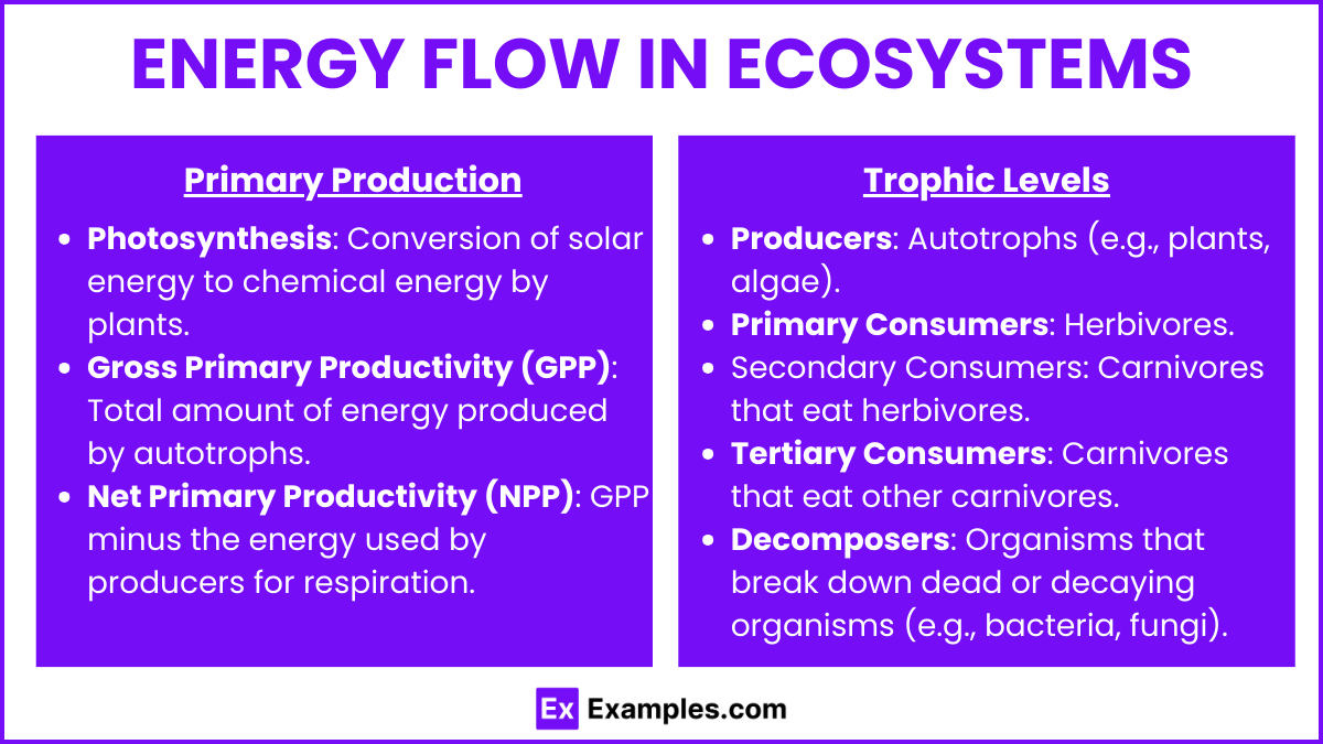 Energy Flow in Ecosystems (1)