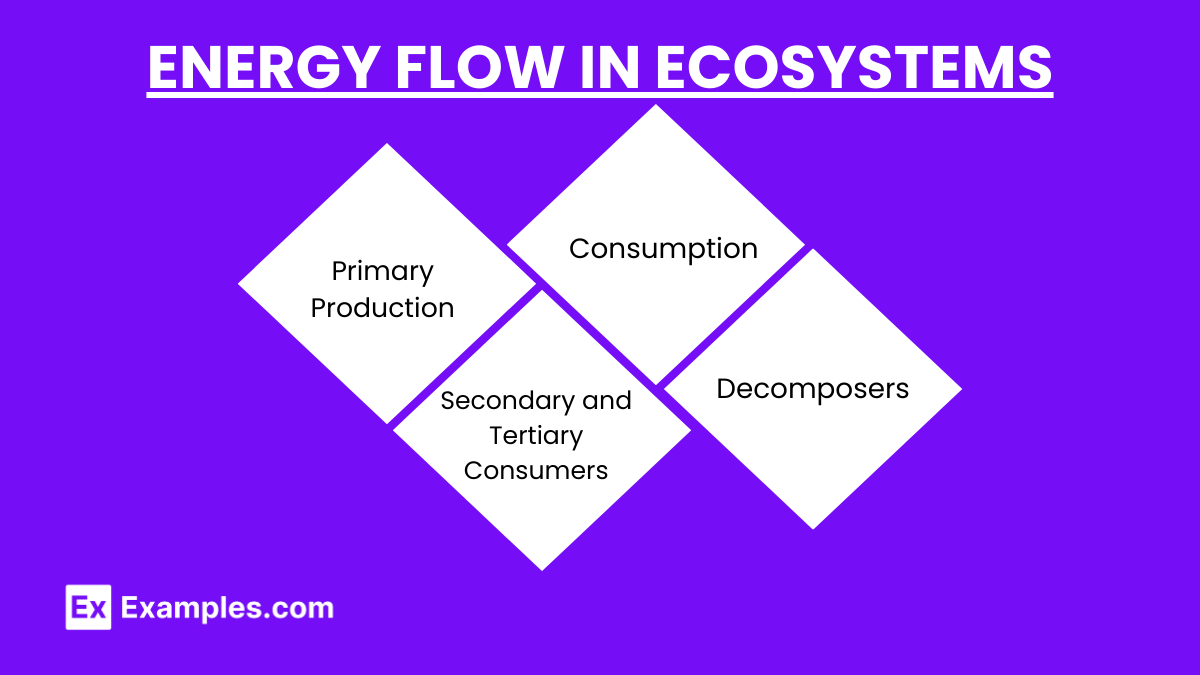 Energy Flow in Ecosystems (2)