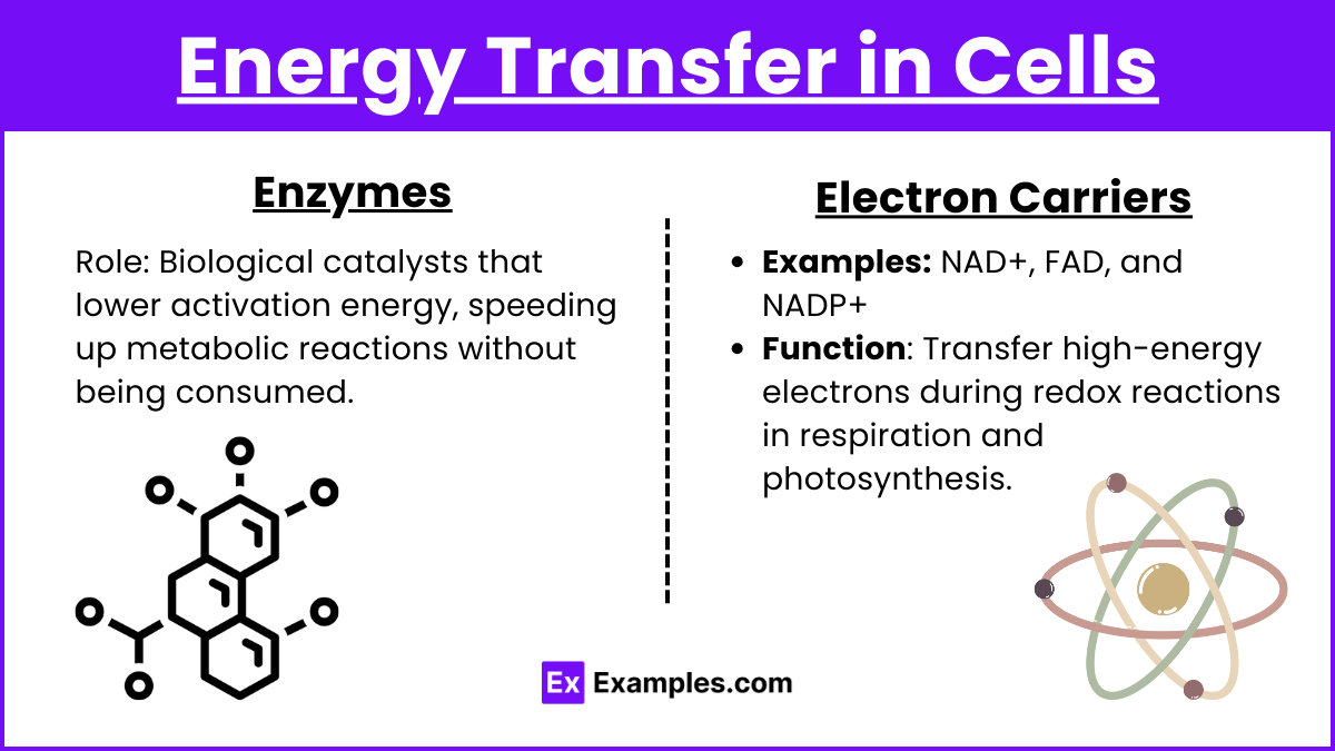 Energy Transfer in Cells