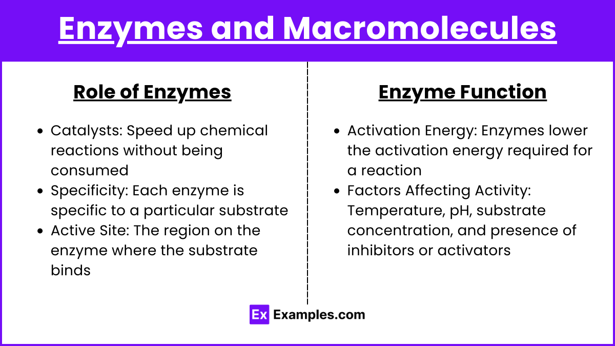 Enzymes and Macromolecules