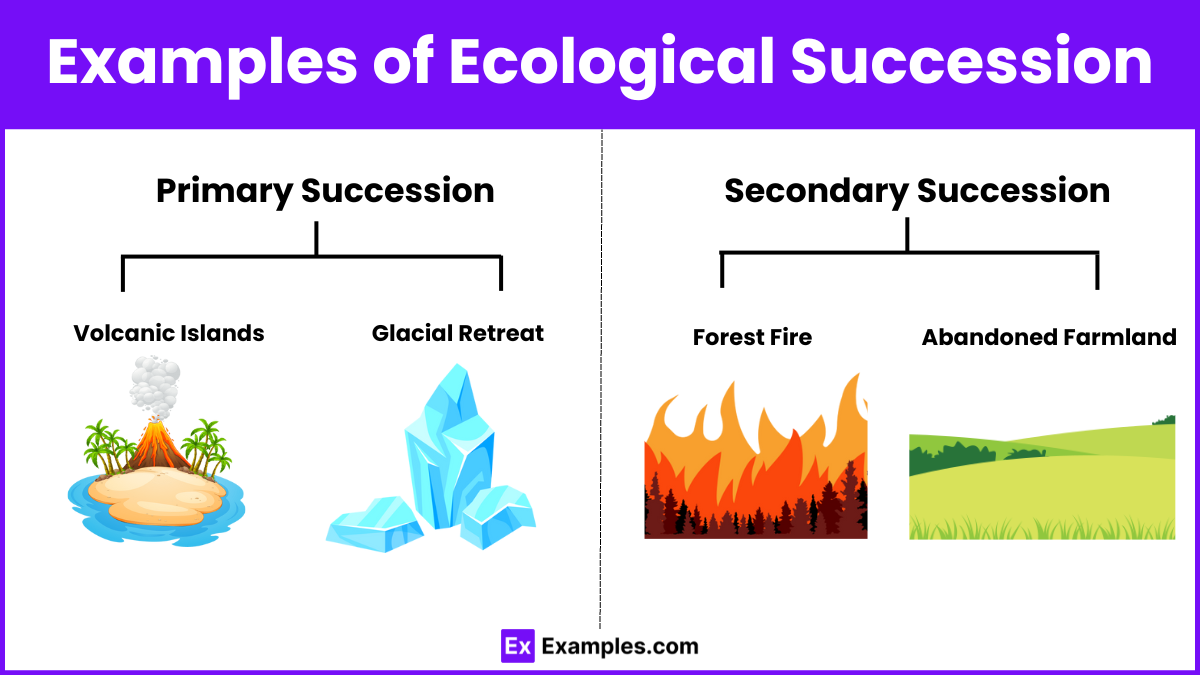 Examples of Ecological Succession
