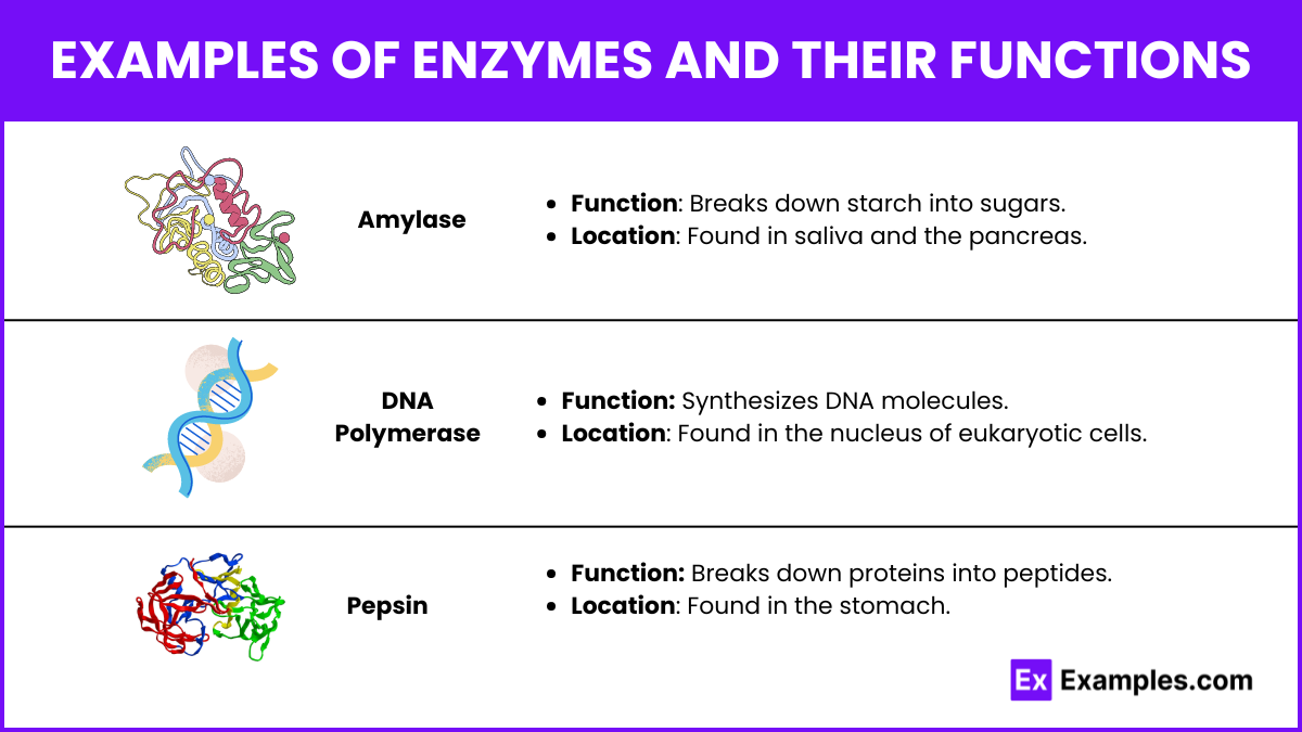 Examples of Enzymes and Their Functions