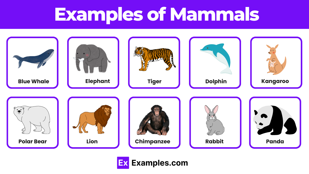 Examples Of Mammals Drawing