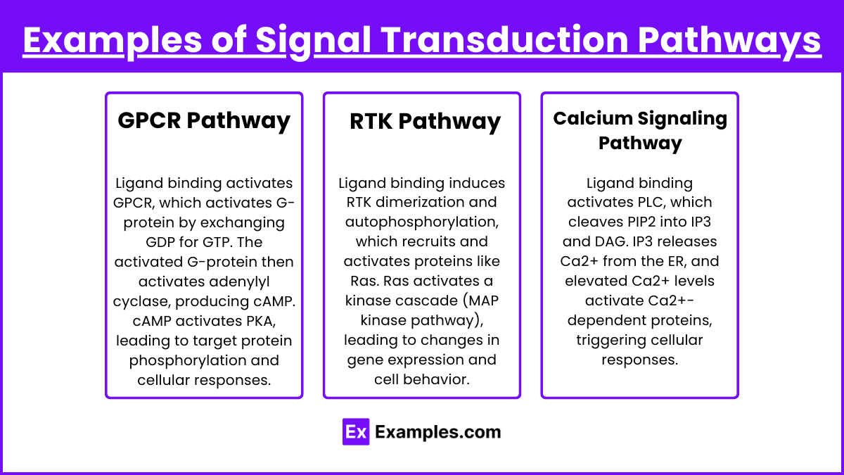 Examples of Signal Transduction Pathways