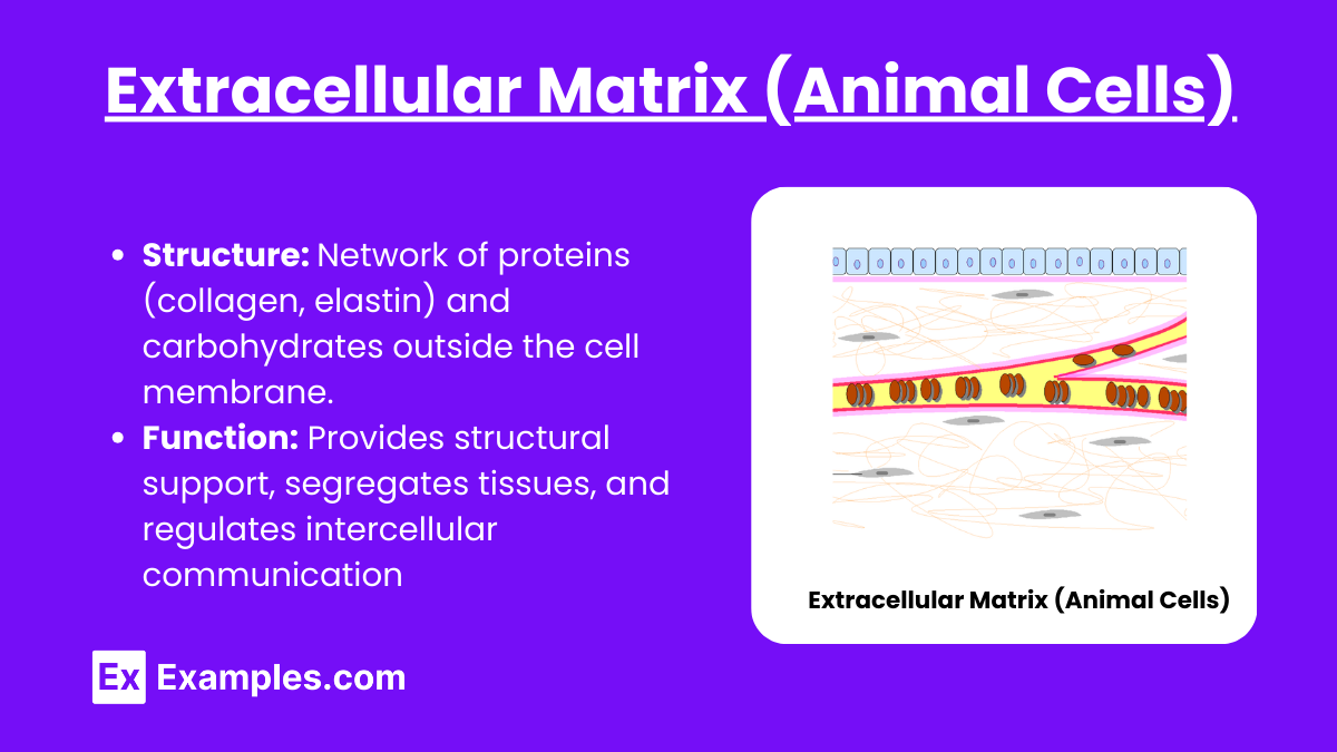 Extracellular Matrix (Animal Cells)