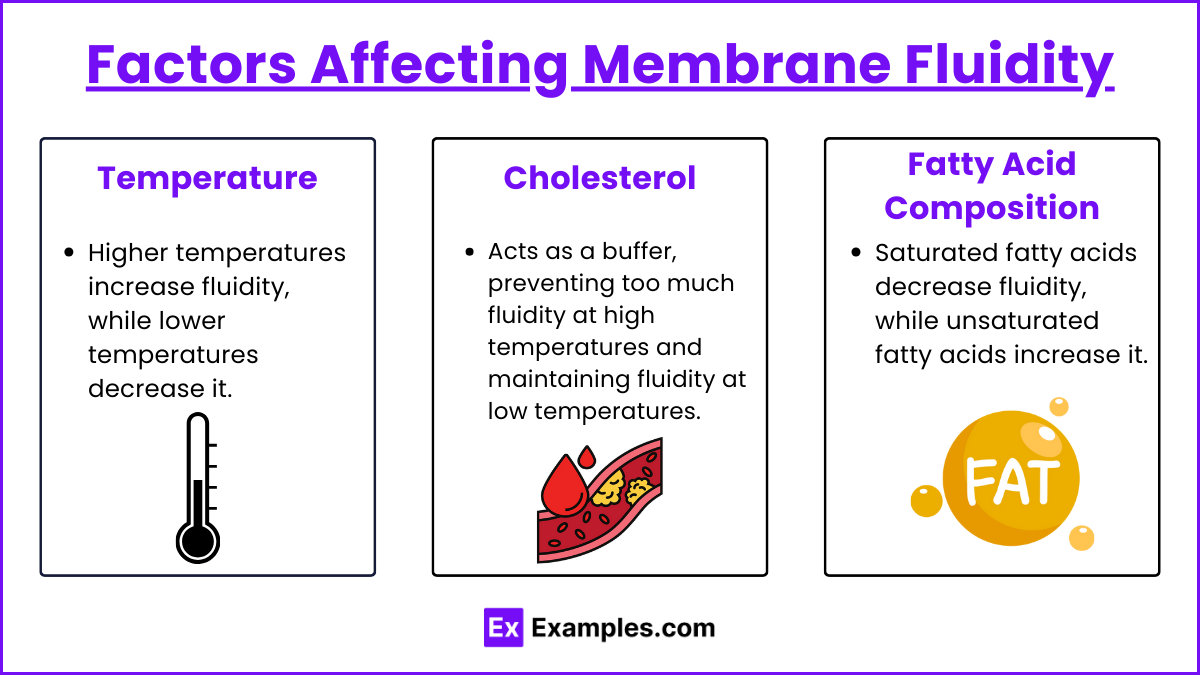 Factors Affecting Membrane Fluidity