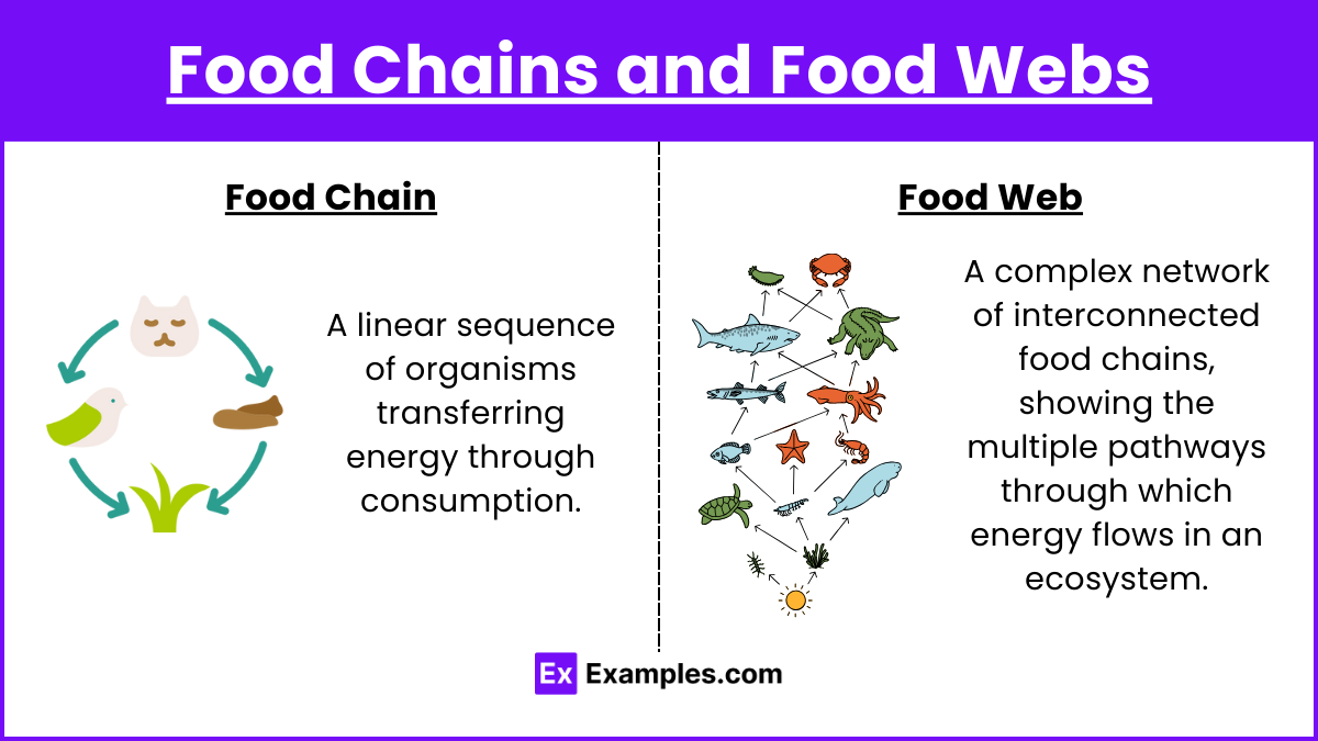 Food Chains and Food Webs (1)