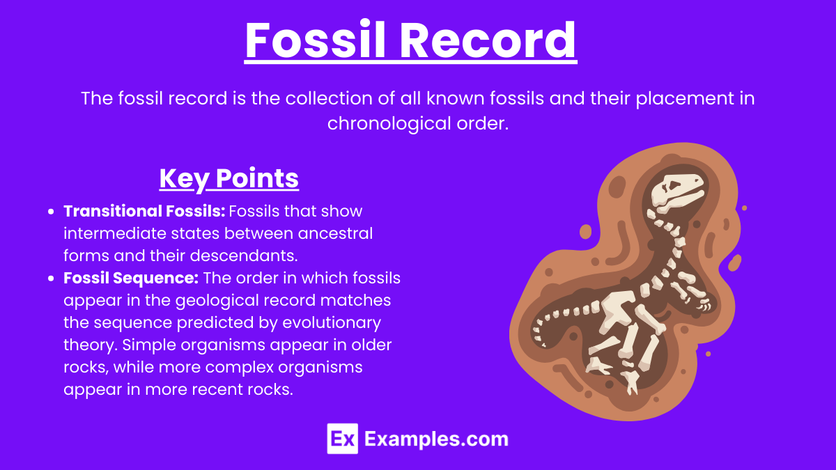 Fossil Record