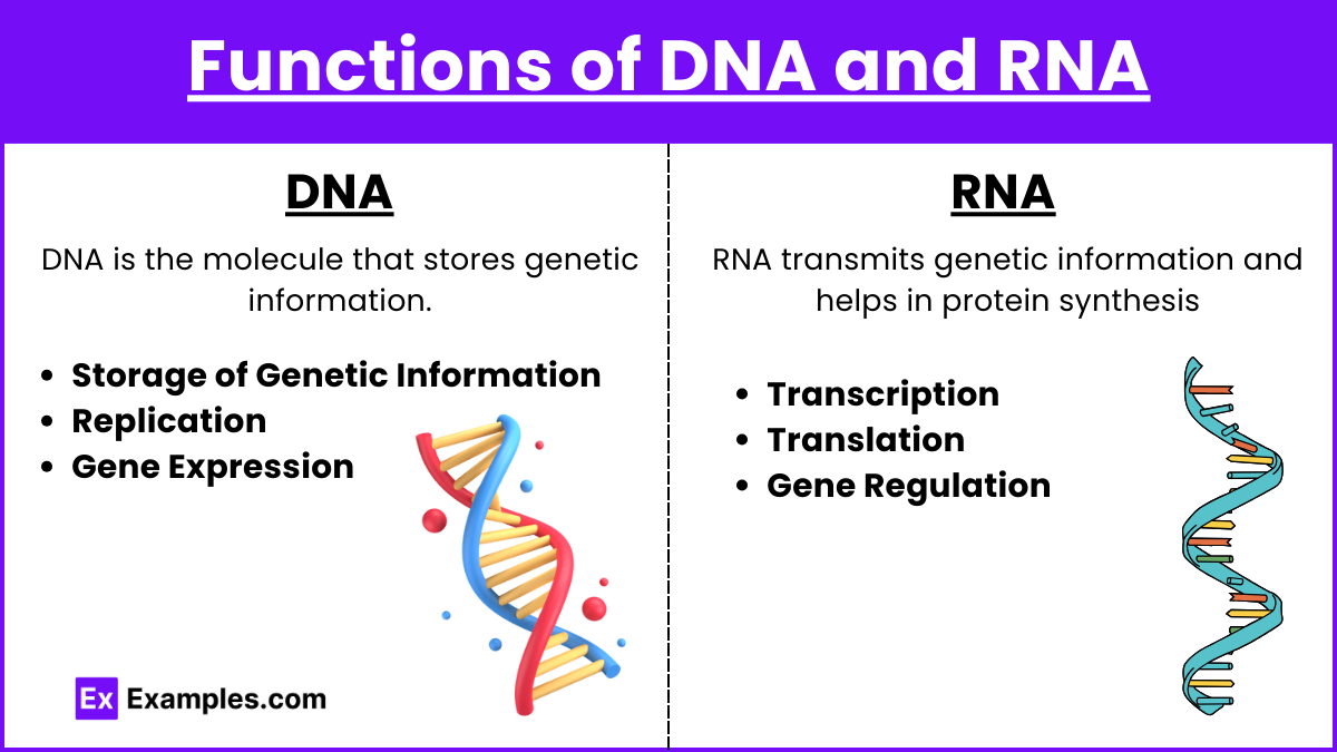 Functions of DNA and RNA