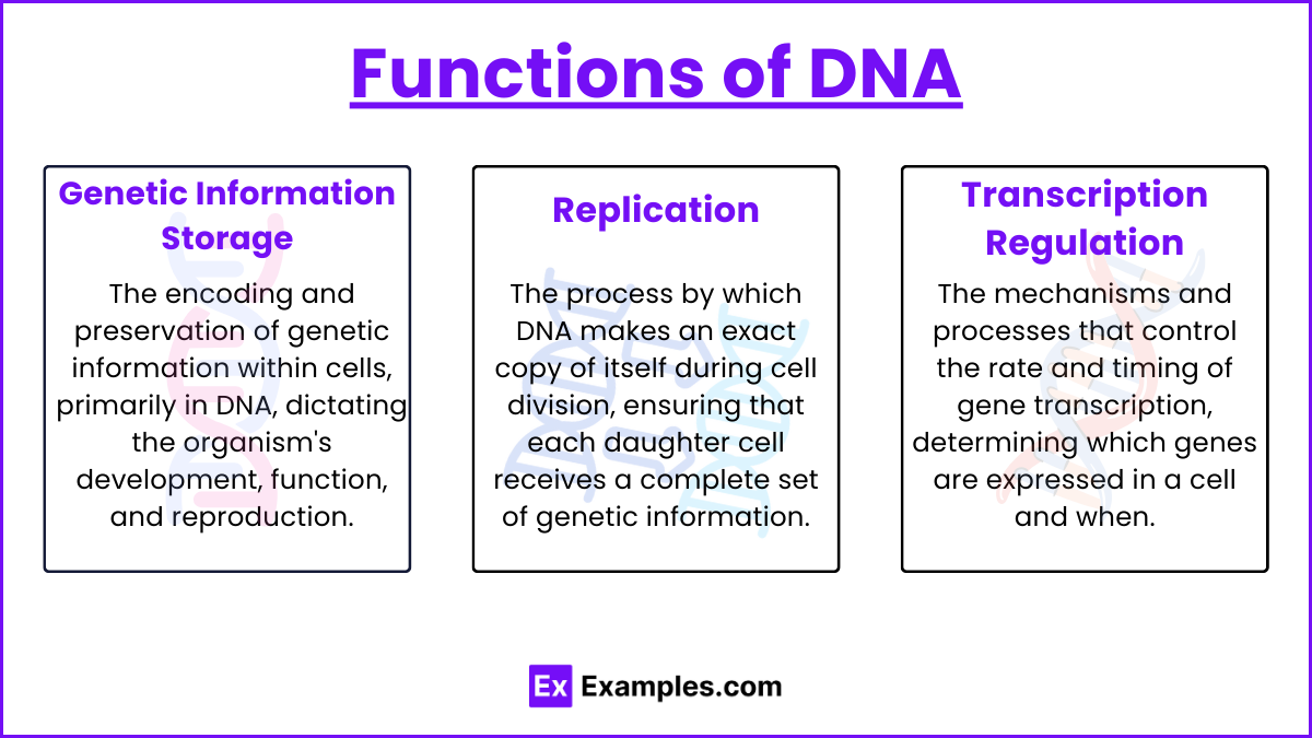 Functions of DNA