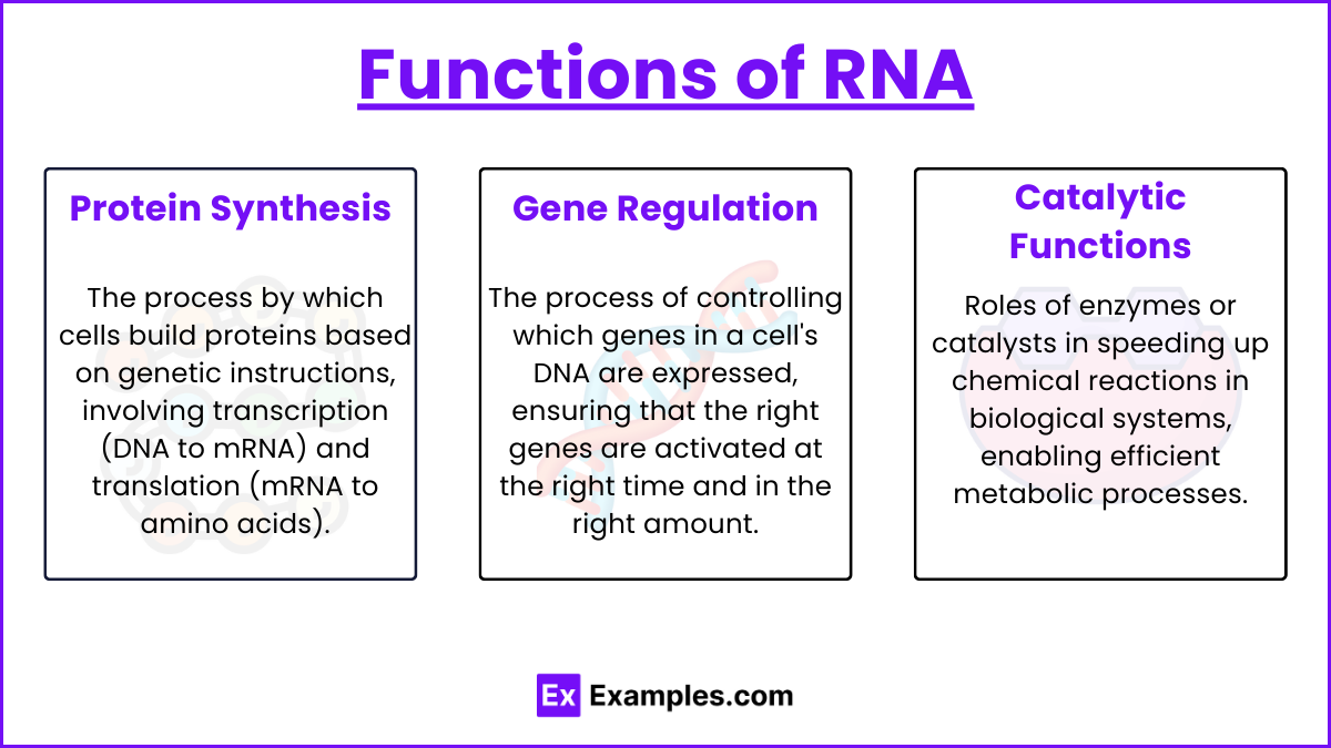 Functions of RNA