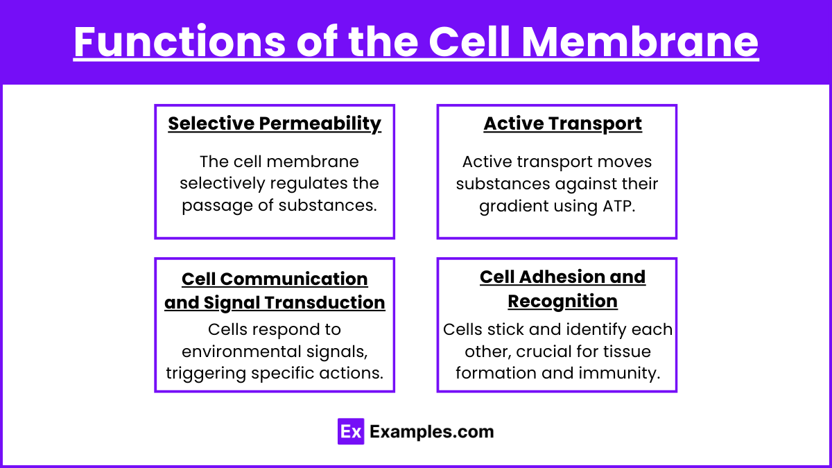 Functions of the Cell Membrane