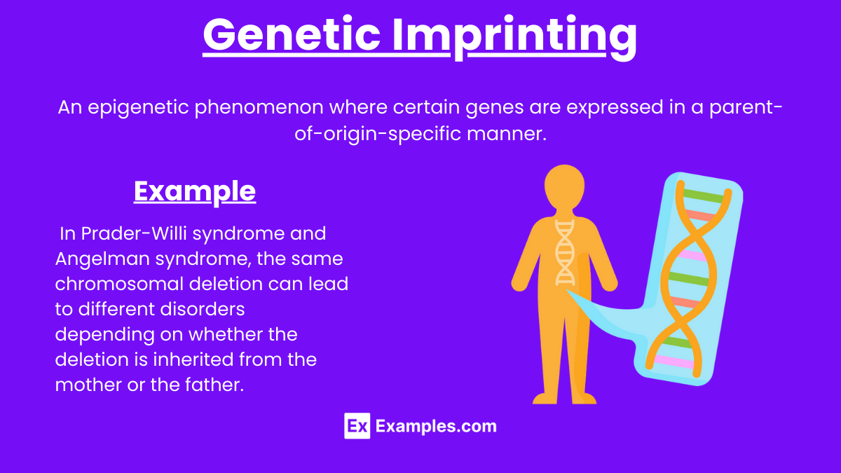 Genetic Imprinting