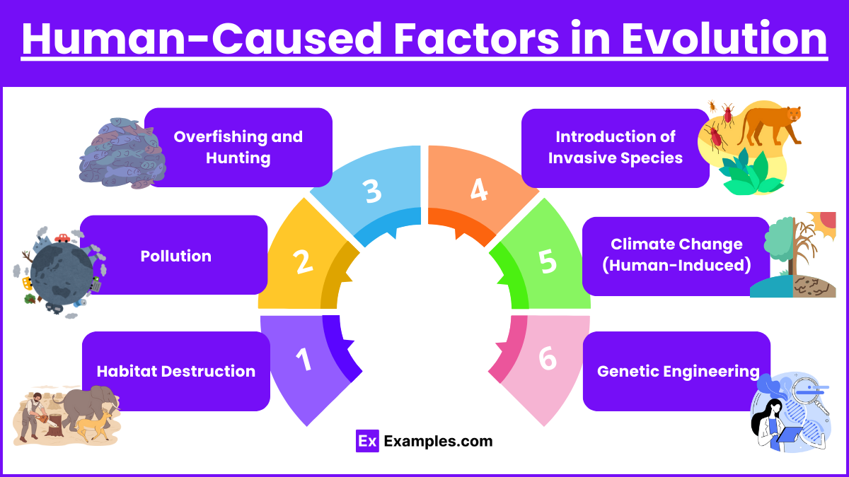 Human-Caused Factors in Evolution