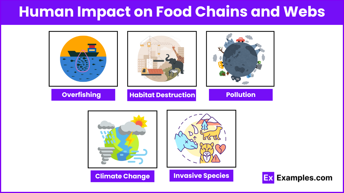 Human Impact on Food Chains and Webs