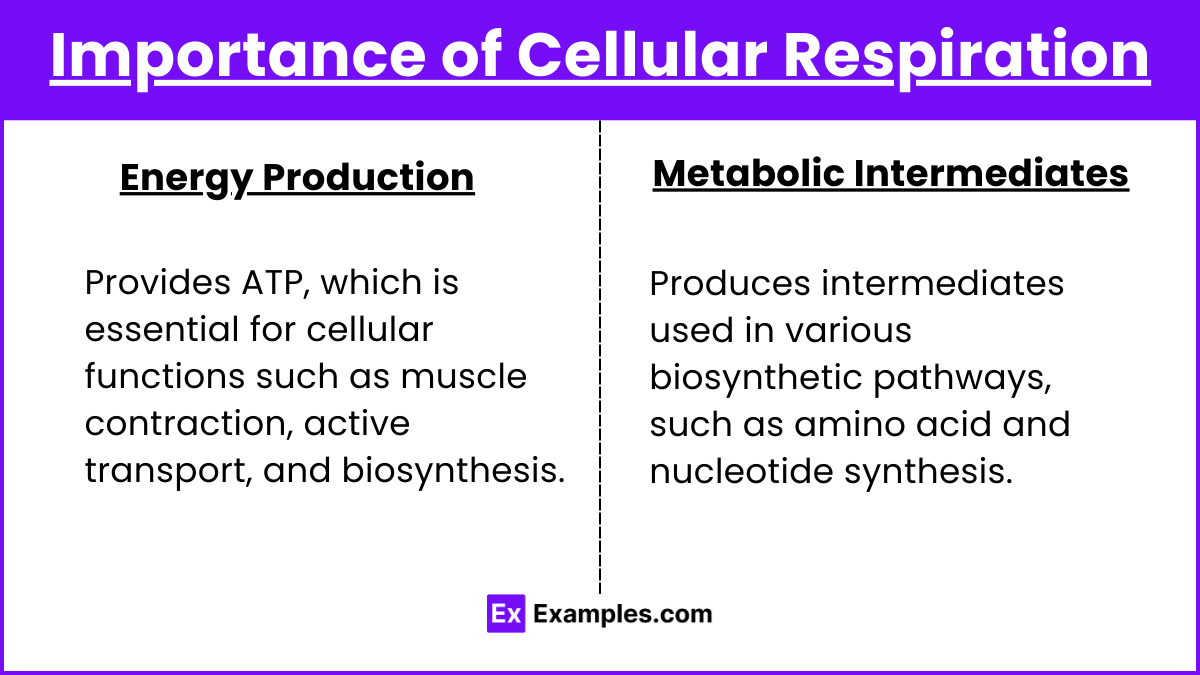 Importance of Cellular Respiration