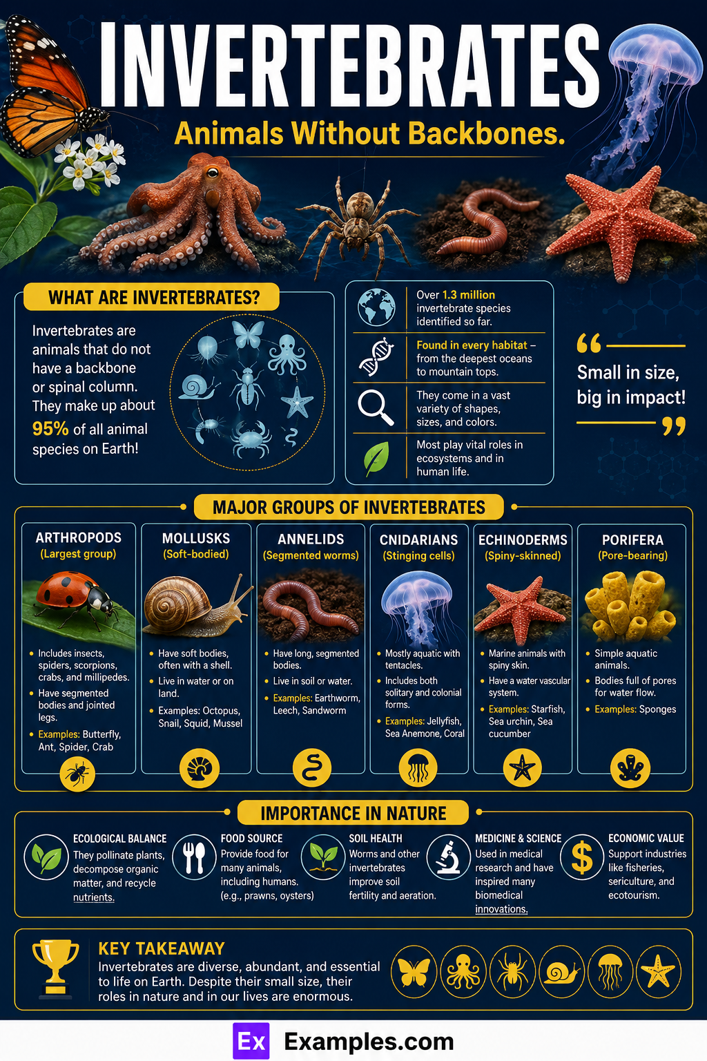 25+ Invertebrates