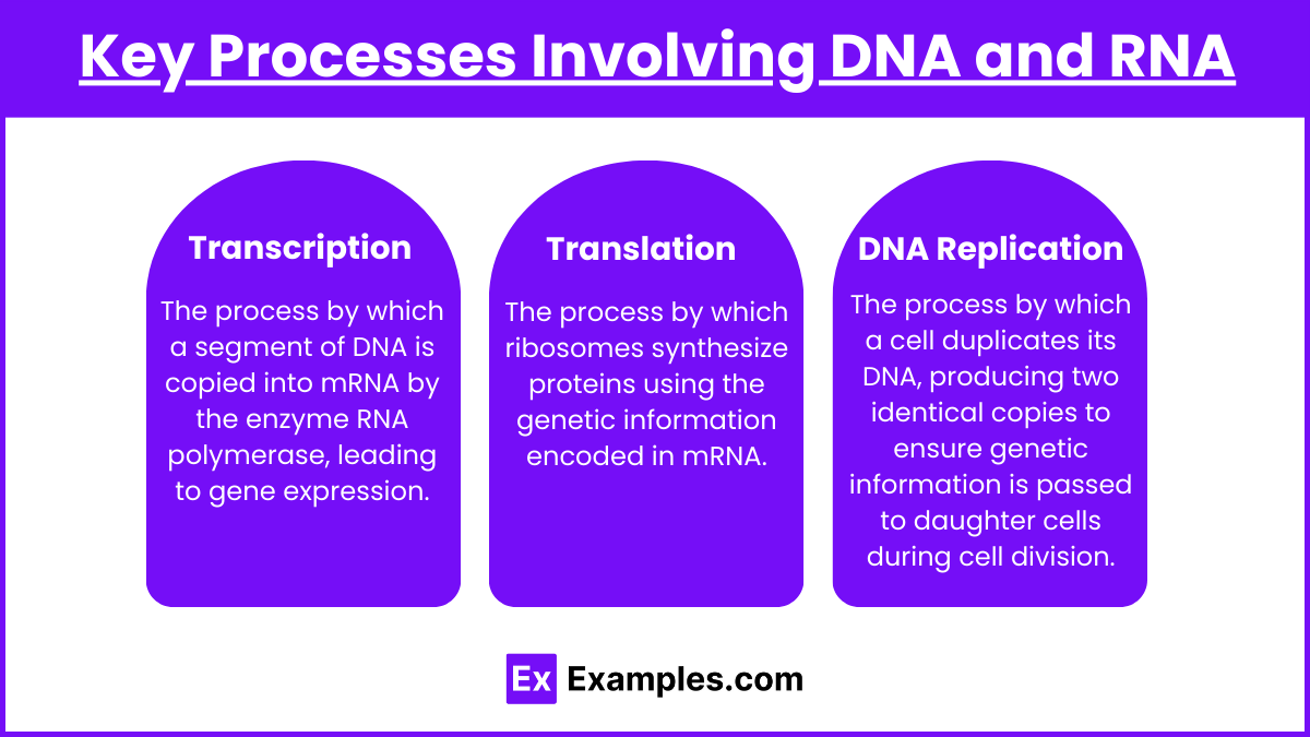 Key Processes Involving DNA and RNA